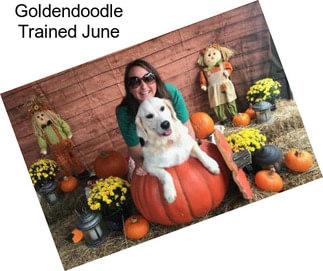 Goldendoodle Trained June