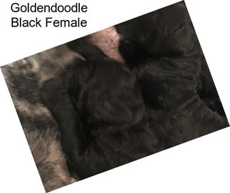 Goldendoodle Black Female