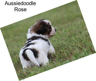 Aussiedoodle Rose