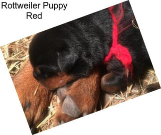 Rottweiler Puppy Red