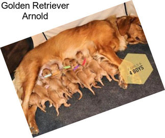 Golden Retriever Arnold