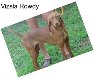 Vizsla Rowdy