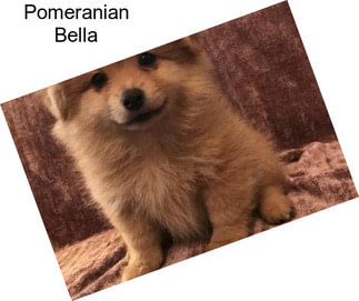 Pomeranian Bella