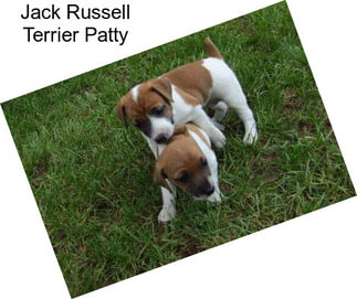 Jack Russell Terrier Patty