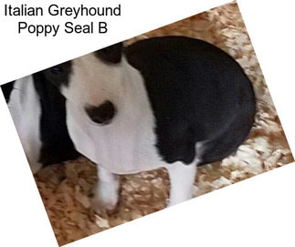 Italian Greyhound Poppy Seal B