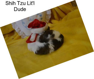 Shih Tzu Lit\'l Dude