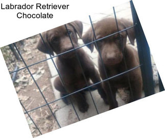 Labrador Retriever Chocolate