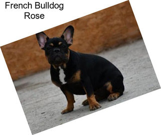 French Bulldog Rose