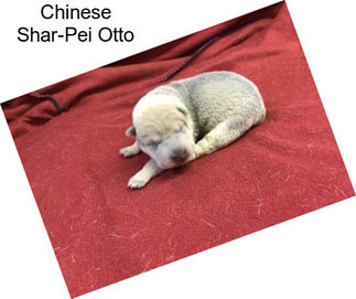 Chinese Shar-Pei Otto