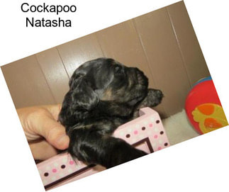 Cockapoo Natasha