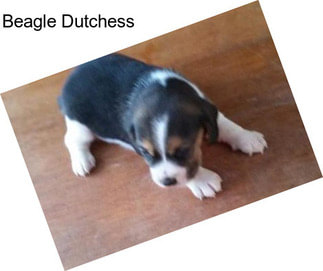 Beagle Dutchess