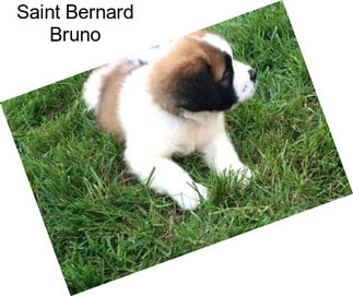 Saint Bernard Bruno