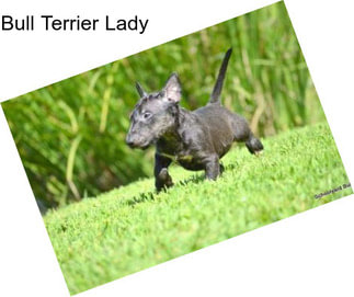 Bull Terrier Lady