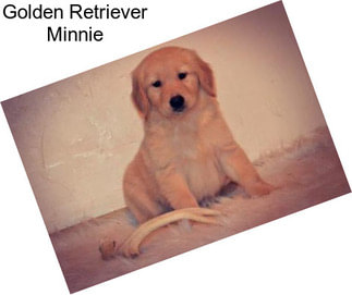 Golden Retriever Minnie