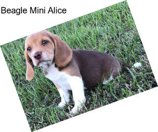 Beagle Mini Alice