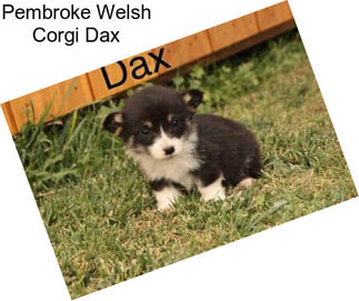Pembroke Welsh Corgi Dax