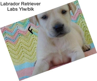 Labrador Retriever Labs Ylw/blk