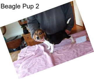 Beagle Pup 2