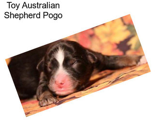 Toy Australian Shepherd Pogo