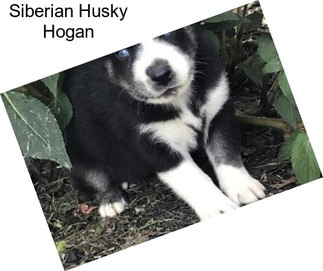 Siberian Husky Hogan