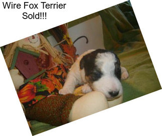 Wire Fox Terrier Sold!!!