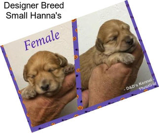 Designer Breed Small Hanna\'s