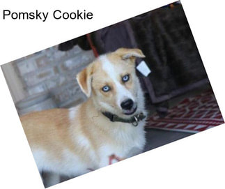 Pomsky Cookie