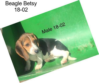 Beagle Betsy 18-02