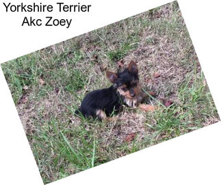 Yorkshire Terrier Akc Zoey