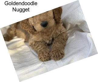 Goldendoodle Nugget