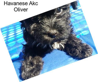 Havanese Akc Oliver