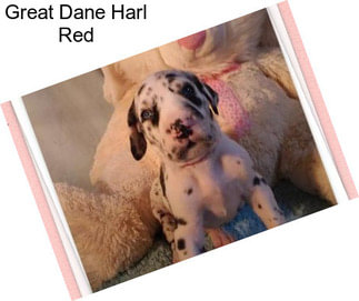 Great Dane Harl Red