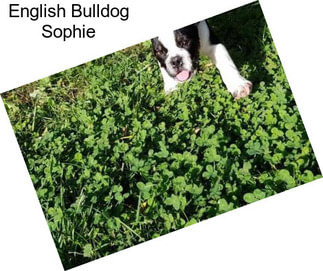 English Bulldog Sophie