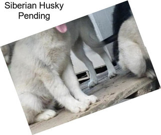 Siberian Husky Pending