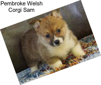 Pembroke Welsh Corgi Sam