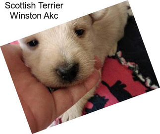 Scottish Terrier Winston Akc