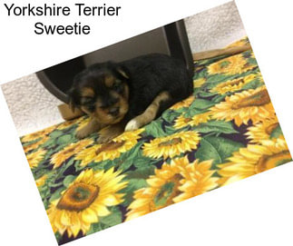 Yorkshire Terrier Sweetie
