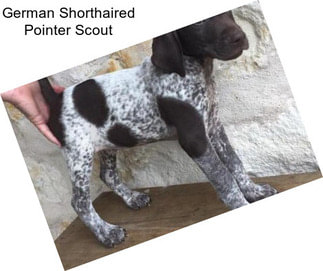 German Shorthaired Pointer Scout
