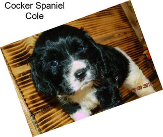 Cocker Spaniel Cole