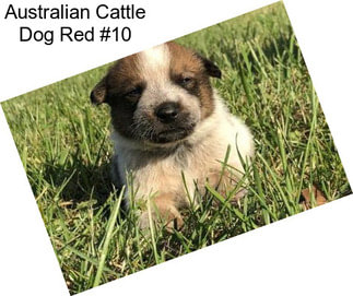 Australian Cattle Dog Red #10