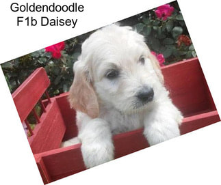 Goldendoodle F1b Daisey