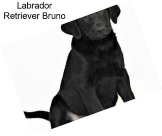 Labrador Retriever Bruno