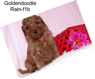 Goldendoodle Rain-f1b