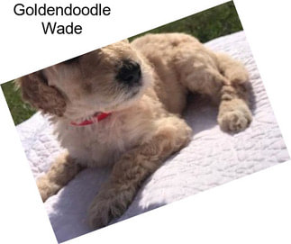 Goldendoodle Wade