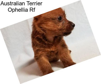 Australian Terrier Ophellia Rf