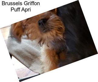 Brussels Griffon Puff Apri