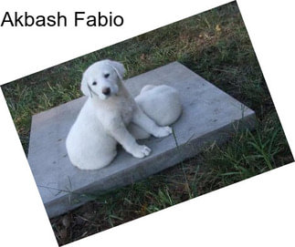 Akbash Fabio