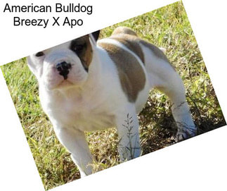 American Bulldog Breezy X Apo