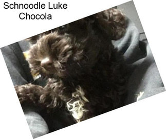 Schnoodle Luke Chocola