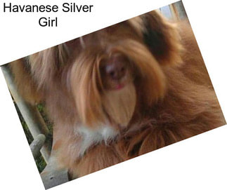 Havanese Silver Girl